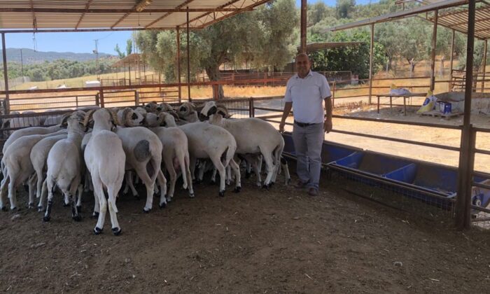 Üniversiteli kurbanlıklar satışa sunuldu