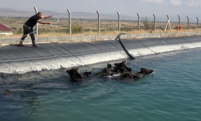 Ünlü domuz avcısı, kanala düşen yaban domuzlarını kurtardı
