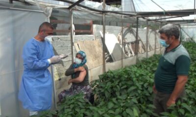 Üretici çift için 50 kilometre yol gidip serada aşı yaptılar