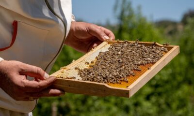 Üretimde ilk sırada, ihracata hazırlanıyor