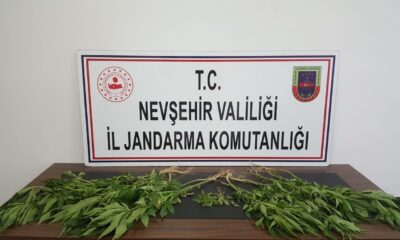 Ürgüp’te 22 kök kenevir bitkisi ele geçirildi