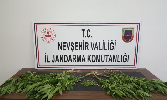 Ürgüp’te 22 kök kenevir bitkisi ele geçirildi