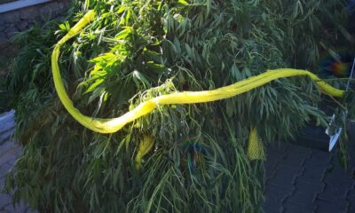 Urla’da uyuşturucu operasyonuna 1 tutuklama