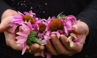 Uşak bahçeleri ekinezya ile çiçekleniyor