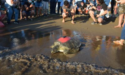 Uydu takip cihazı takılan yeşil deniz kaplumbağası denize bırakıldı