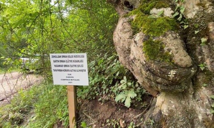 Üzerinde el figürü oluşan ağaç koruma altına alındı