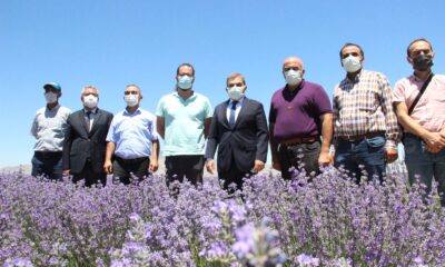 Vali Işık, lavanta tarlasında incelemelerde bulundu