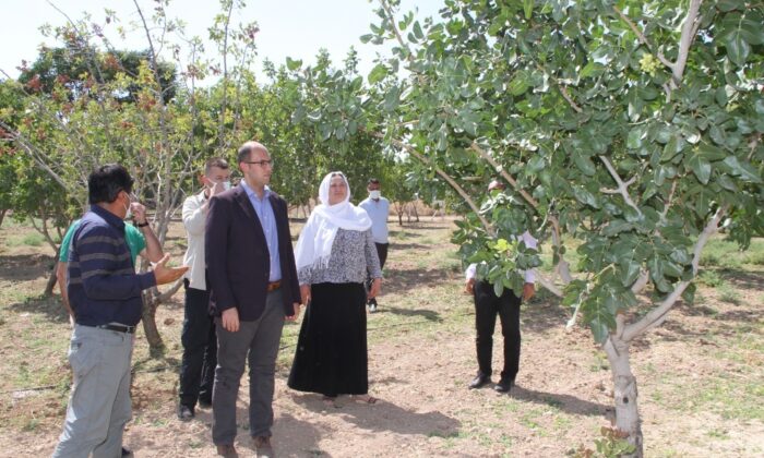 Vali Karaloğlu’ndan Bismil’de fıstık yetiştiricilerine aşılama desteği