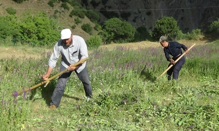 Van’da asırlık ot biçme aracı tırpan teknolojiye meydan okuyor