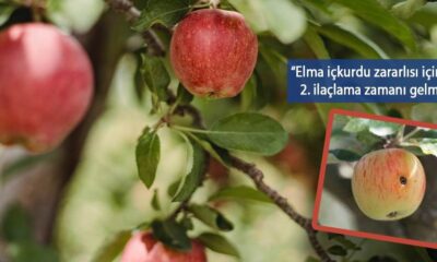 Van’da elma iç kurduna karşı ikinci ilaçlama uyarısı