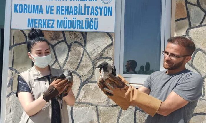 Van’da yaralı kuşlar tedavi altına alındı
