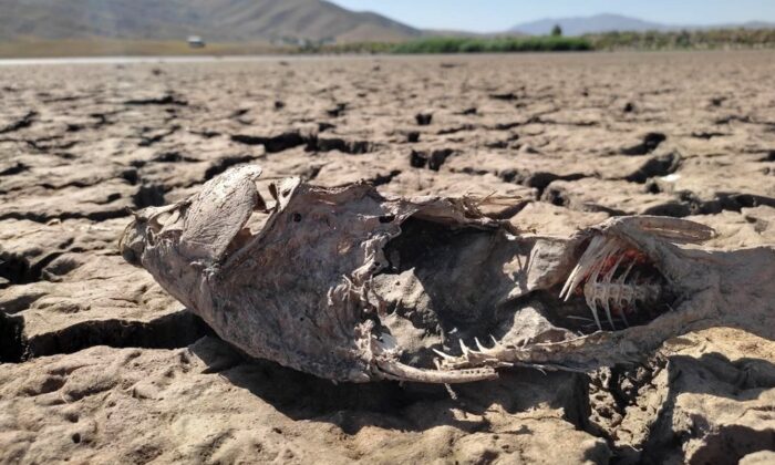 Van’daki göletlerde su sevisi kritik noktanın altına düştü