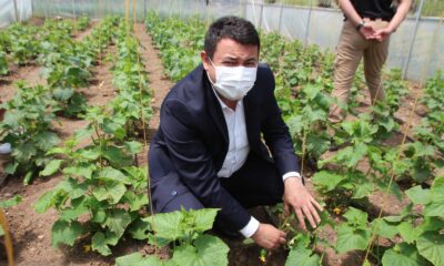 Vartolu kadınlar salatalık üreterek aile bütçelerine katkıda bulunuyor