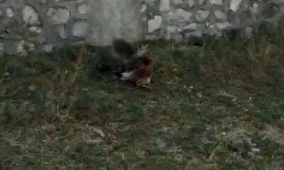 Vatandaşın, tavuğunu yiyen tilki ile diyaloğu güldürdü