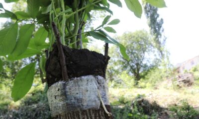 Verimden düşen ceviz ağaçları ekonomiye kazandırılıyor