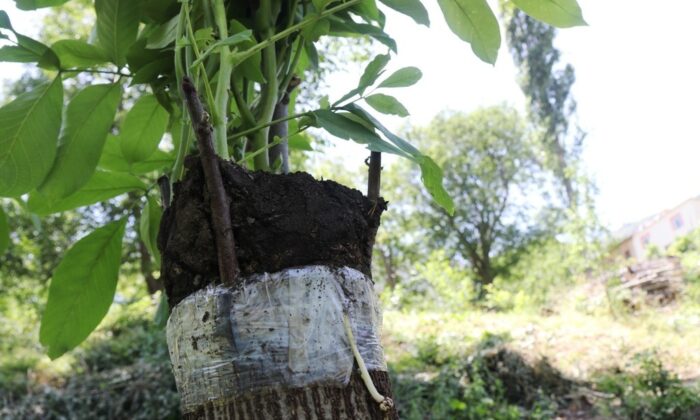 Verimden düşen ceviz ağaçları ekonomiye kazandırılıyor
