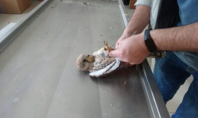 Yaban hayvanlarının tedavileri Kars’ta yapılıyor