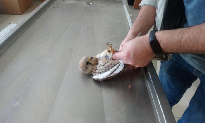 Yaban hayvanlarının tedavileri Kars’ta yapılıyor