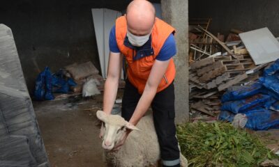 Yabani hayvanların saldırısına uğrayan kuzu sahibine teslim edildi