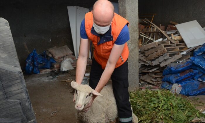 Yabani hayvanların saldırısına uğrayan kuzu sahibine teslim edildi
