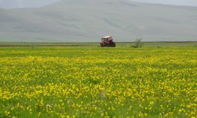 Yağışlar sonrası Ardahan ovası canlandı