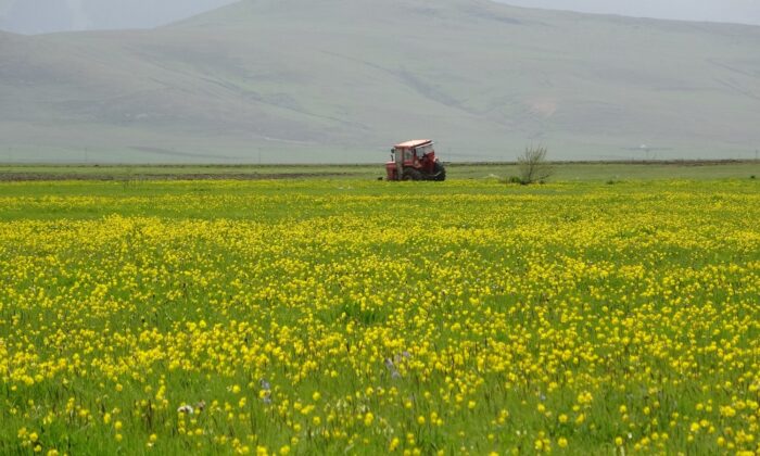 Yağışlar sonrası Ardahan ovası canlandı