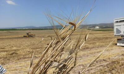 Yağmurlar arpa ve buğdaya yaramadı