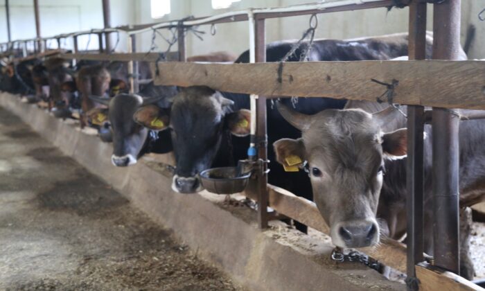 Yaklaşan Kurban Bayramı öncesi Artvinli besiciler dertli