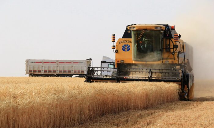 Yalçınkaya, çiftçilerle birlikte buğday hasadı yaptı