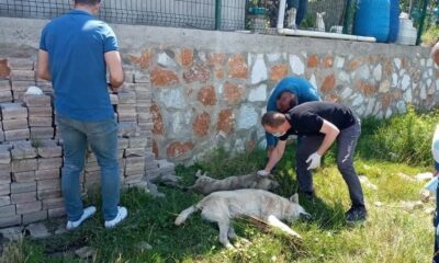 Yalova’da 7 köpek zehirle öldürülerek telef edildi