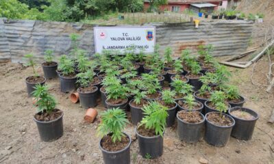 Yalova’da ev ve bahçede yetiştirilen 2 bin 767 kök kenevir ele geçirildi