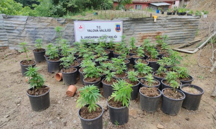 Yalova’da ev ve bahçede yetiştirilen 2 bin 767 kök kenevir ele geçirildi