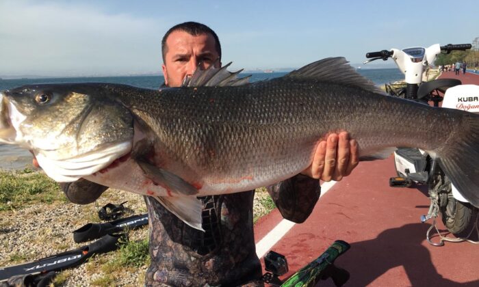 Yalova’da zıpkınla yakaladığı levrekle dünya rekoru kırdı