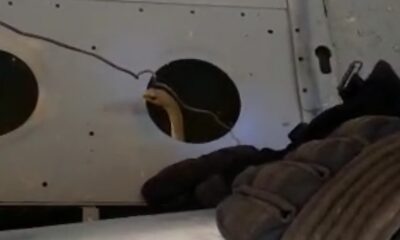 Yangın söndürme helikopterine giren yılanı itfaiye çıkarttı