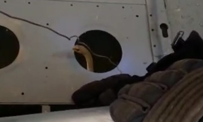 Yangın söndürme helikopterine giren yılanı itfaiye çıkarttı