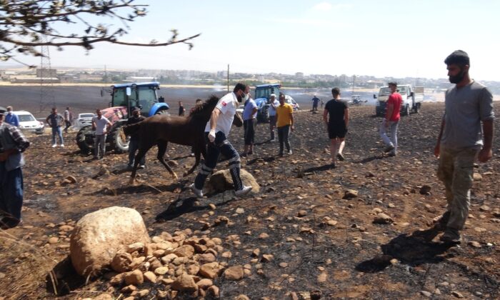 Yangında hayvanlar yaralandı, insanlar zehirlendi