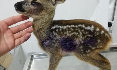 Yaralanan Karaca koruma altına alındı