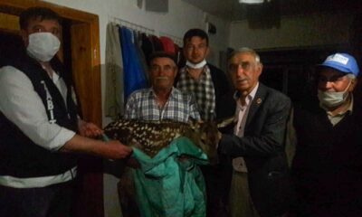 Yaralı ala geyik yavrusuna köylü sahip çıktı