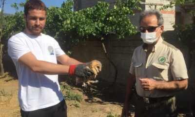 Yaralı baykuş, tedaviye alındı