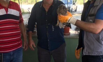 Yaralı Baykuş’u ölümden kurtardılar