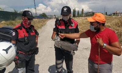 Yaralı gri balıkçıl kuşa polisten şefkat eli