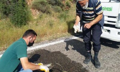 Yaralı kaplumbağaya can suyu