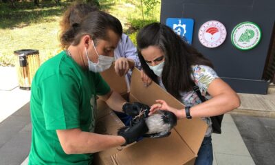 Yaralı kargaya ilk müdahaleyi yapıp elleriyle beslediler