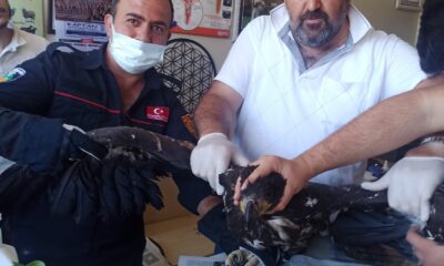 Yaralı kartala şefkat eli