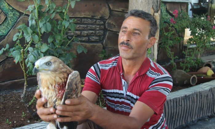 Yaralı Kızıl Şahin tedavi altına alındı