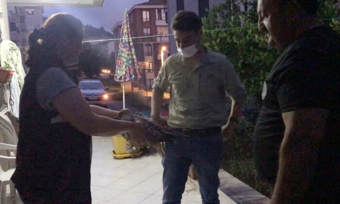 Yaralı martı tedavi altına alındı