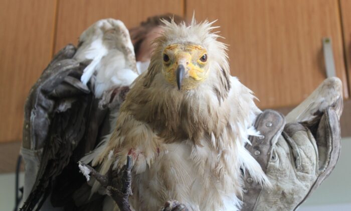 Yaralı ‘Mısır Akbabası’ tedavi altına alındı, bir daha uçamayacak