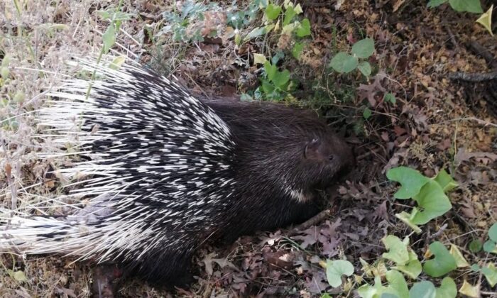 Yaralı oklu kirpiye jandarma yardım elini uzattı