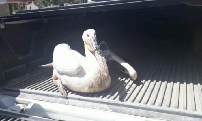 Yaralı pelikan tedavi altına alındı