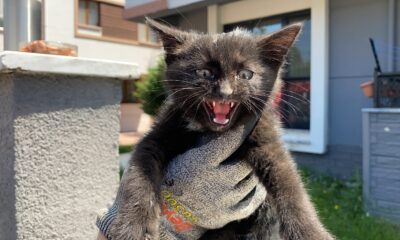 Yaramaz yavru kedi, itfaiye ekiplerini uğraştırdı